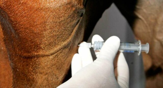 horseinjection
