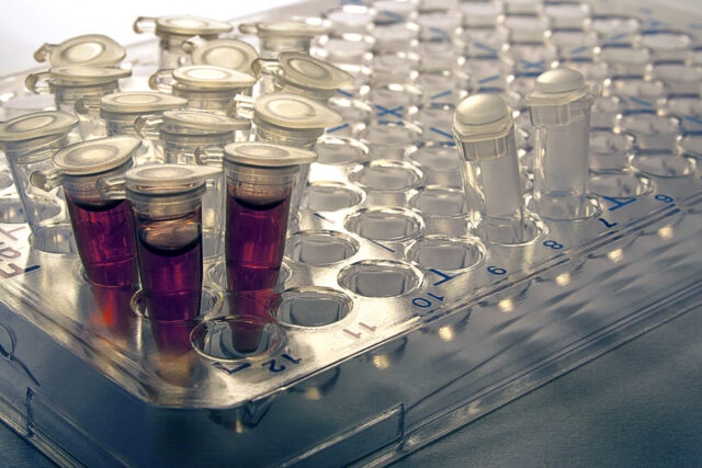 lab