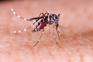 Aedes aegypti