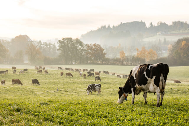 Cows
