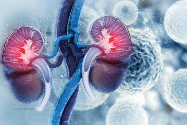 kidneys