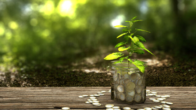 Money_Plant