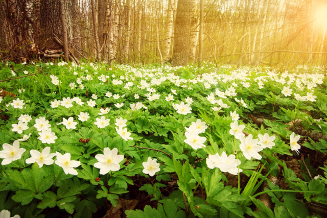 spring_kd