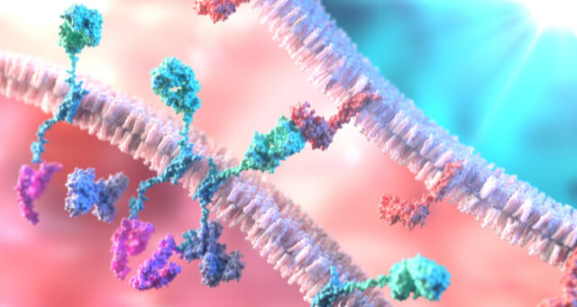 elicera-car-t-cell Elicera CAR T-cell