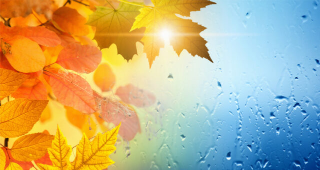 leafes
