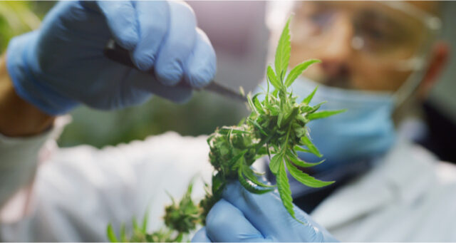 hemp DanCann Pharma