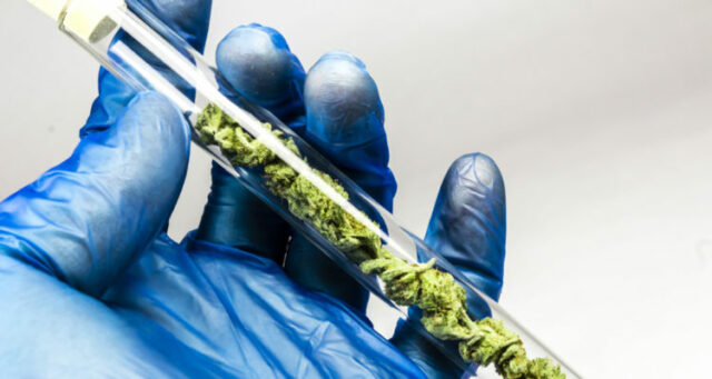 cannabis2-750x400