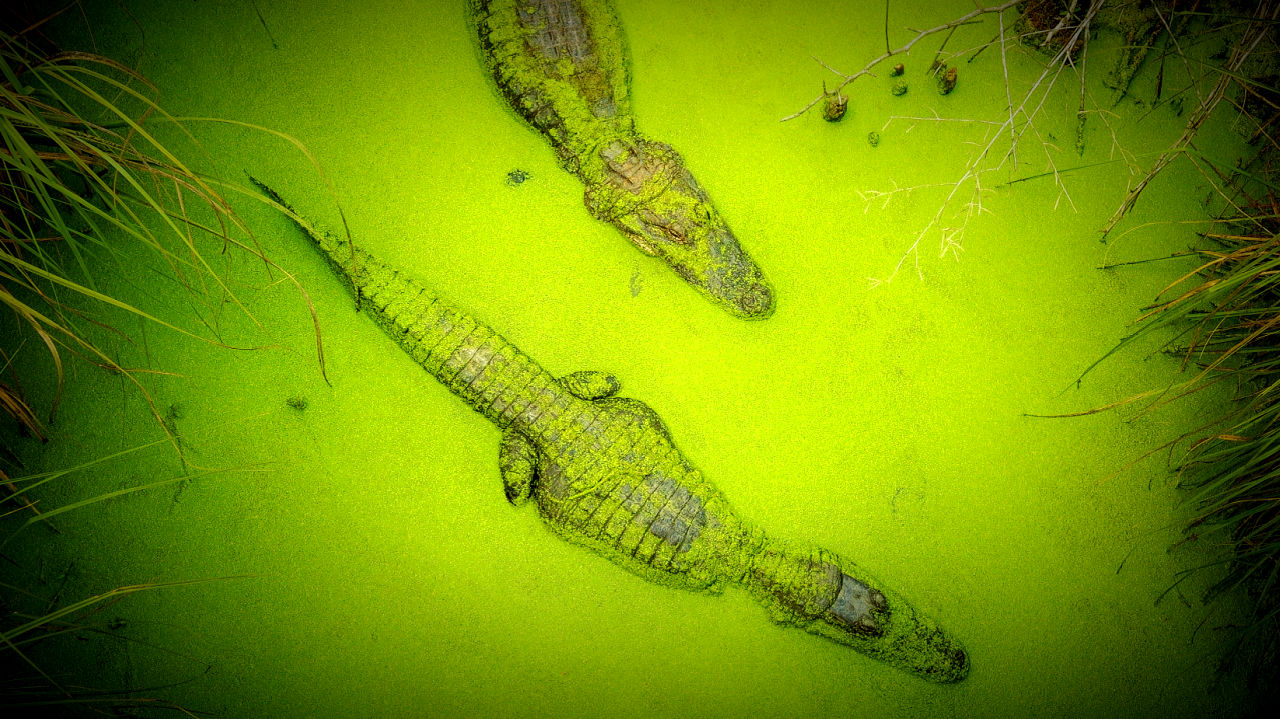 Alligator Bioscience extends collaboration with Orion Corporation