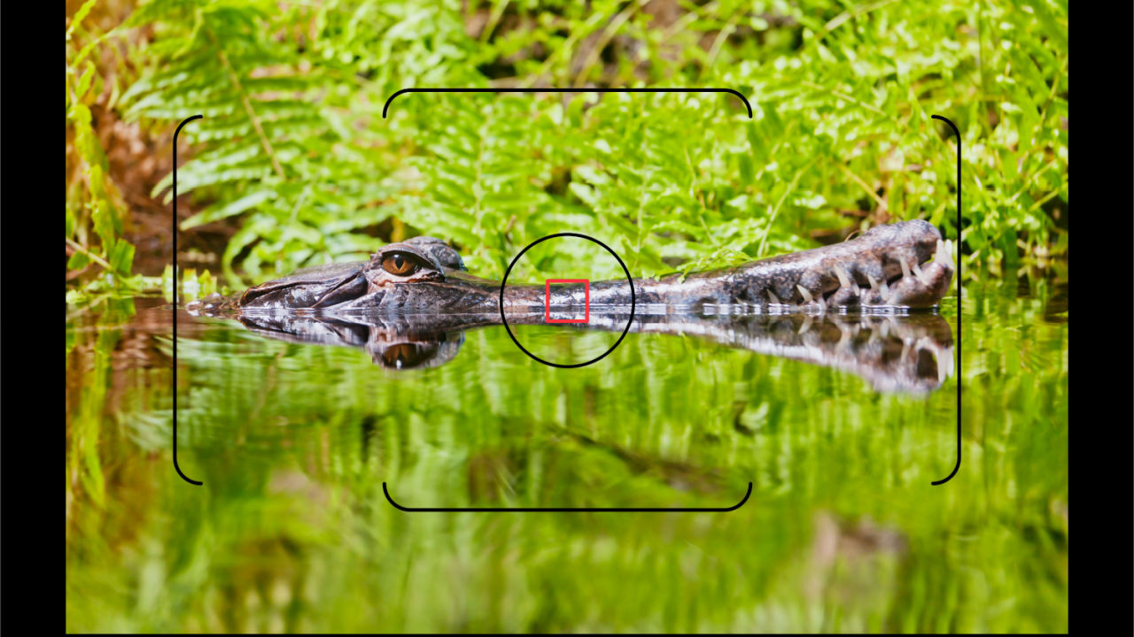 Alligator’s CMO hosts in-depth webinar on Mitazalimab