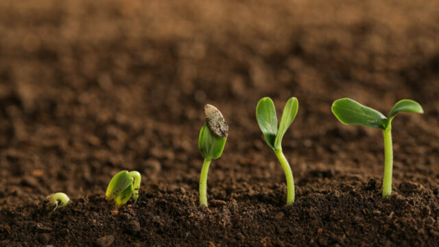 Little,Green,Seedlings,Growing,In,Fertile,Soil CLS stärker sin position