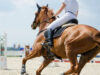 Invent Medic gets positive results in equestrian study