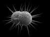 Evaxion bacterial vaccine partnerships