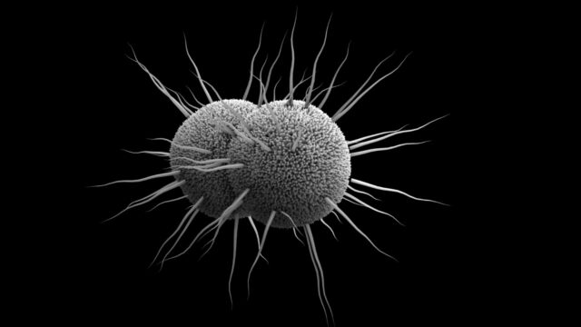 Evaxion bacterial vaccine partnerships Evaxion bacterial vaccine partnerships