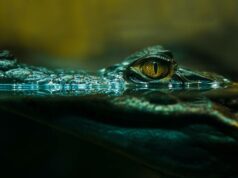 Alligator_CFO