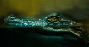 Alligator_CFO