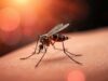 Dengue